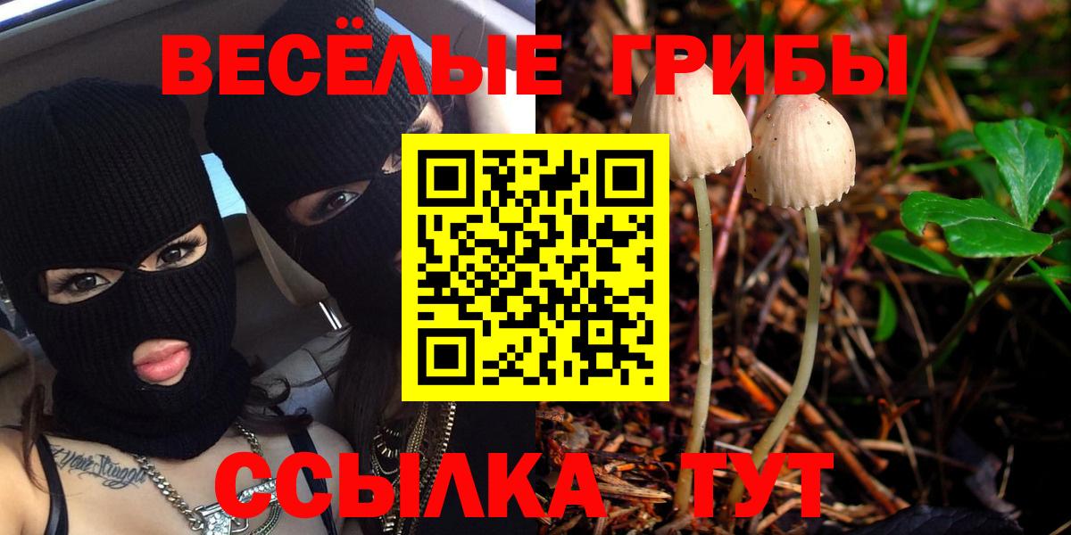 Псилоцибиновые грибы Psilocybe Можга